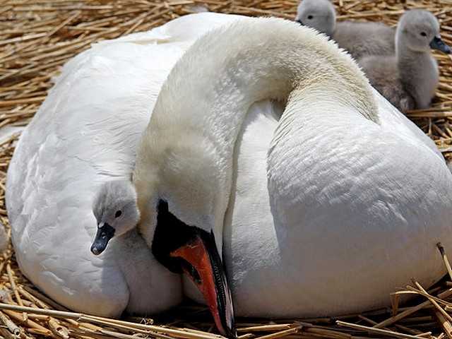 Abbotsbury Swannery Swan clasp the Cygnet - The swan tenderly clasp the cygnet at the Abbotsbury Swannery in Dorset, England (May 18, 2010). - , Abbotsbury, Swannery, swan, swans, cygnet, cygnets, animals, animal, bird, birds, hatch, hatches, place, places, breeding-ground, breeding-grounds, sanctuary, sanctuaries, habitat, habitates, Dorset, England - The swan tenderly clasp the cygnet at the Abbotsbury Swannery in Dorset, England (May 18, 2010). Solve free online Abbotsbury Swannery Swan clasp the Cygnet puzzle games or send Abbotsbury Swannery Swan clasp the Cygnet puzzle game greeting ecards  from puzzles-games.eu.. Abbotsbury Swannery Swan clasp the Cygnet puzzle, puzzles, puzzles games, puzzles-games.eu, puzzle games, online puzzle games, free puzzle games, free online puzzle games, Abbotsbury Swannery Swan clasp the Cygnet free puzzle game, Abbotsbury Swannery Swan clasp the Cygnet online puzzle game, jigsaw puzzles, Abbotsbury Swannery Swan clasp the Cygnet jigsaw puzzle, jigsaw puzzle games, jigsaw puzzles games, Abbotsbury Swannery Swan clasp the Cygnet puzzle game ecard, puzzles games ecards, Abbotsbury Swannery Swan clasp the Cygnet puzzle game greeting ecard