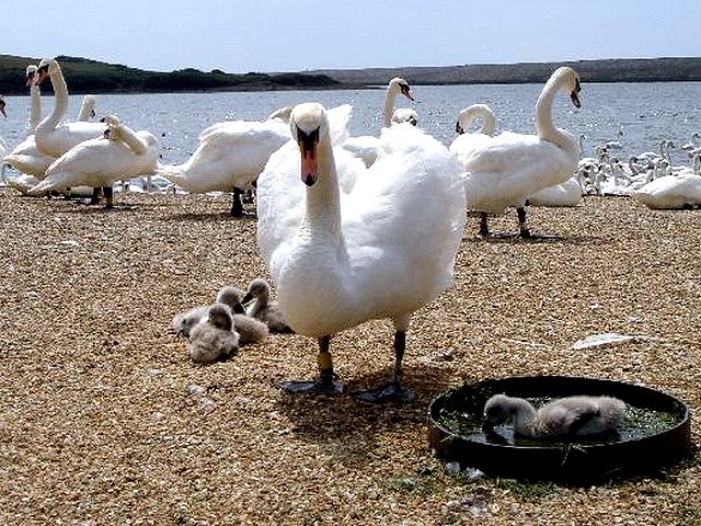 Abbotsbury Swannery Swan with Cygnets - A swan with her cygnets at the Abbotsbury Swannery on Dorset's coast, England (May 18, 2010). - , Abbotsbury, Swannery, swan, swans, cygnets, cygnet, animal, animals, bird, birds, hatch, hatches, place, places, breeding-ground, breeding-grounds, sanctuary, sanctuaries, habitat, habitates, Dorset, England - A swan with her cygnets at the Abbotsbury Swannery on Dorset's coast, England (May 18, 2010). Lösen Sie kostenlose Abbotsbury Swannery Swan with Cygnets Online Puzzle Spiele oder senden Sie Abbotsbury Swannery Swan with Cygnets Puzzle Spiel Gruß ecards  from puzzles-games.eu.. Abbotsbury Swannery Swan with Cygnets puzzle, Rätsel, puzzles, Puzzle Spiele, puzzles-games.eu, puzzle games, Online Puzzle Spiele, kostenlose Puzzle Spiele, kostenlose Online Puzzle Spiele, Abbotsbury Swannery Swan with Cygnets kostenlose Puzzle Spiel, Abbotsbury Swannery Swan with Cygnets Online Puzzle Spiel, jigsaw puzzles, Abbotsbury Swannery Swan with Cygnets jigsaw puzzle, jigsaw puzzle games, jigsaw puzzles games, Abbotsbury Swannery Swan with Cygnets Puzzle Spiel ecard, Puzzles Spiele ecards, Abbotsbury Swannery Swan with Cygnets Puzzle Spiel Gruß ecards