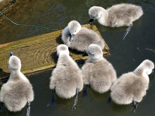 Abbotsbury Swannery the New Cygnets Hatch play in Water - Baby swans of the new cygnets hatch play as a floating balls in water at the Abbotsbury Swannery in Dorset, England (May 18, 2010). - , Abbotsbury, Swannery, cygnets, cygnet, hatch, hatches, water, waters, animals, animal, bird, birds, hatch, hatches, place, places, breading-ground, breading-grounds, sanctuary, sanctuaries, habitat, habitates, baby, swan, swans, floating, balls, ball, Dorset, England - Baby swans of the new cygnets hatch play as a floating balls in water at the Abbotsbury Swannery in Dorset, England (May 18, 2010). Solve free online Abbotsbury Swannery the New Cygnets Hatch play in Water puzzle games or send Abbotsbury Swannery the New Cygnets Hatch play in Water puzzle game greeting ecards  from puzzles-games.eu.. Abbotsbury Swannery the New Cygnets Hatch play in Water puzzle, puzzles, puzzles games, puzzles-games.eu, puzzle games, online puzzle games, free puzzle games, free online puzzle games, Abbotsbury Swannery the New Cygnets Hatch play in Water free puzzle game, Abbotsbury Swannery the New Cygnets Hatch play in Water online puzzle game, jigsaw puzzles, Abbotsbury Swannery the New Cygnets Hatch play in Water jigsaw puzzle, jigsaw puzzle games, jigsaw puzzles games, Abbotsbury Swannery the New Cygnets Hatch play in Water puzzle game ecard, puzzles games ecards, Abbotsbury Swannery the New Cygnets Hatch play in Water puzzle game greeting ecard