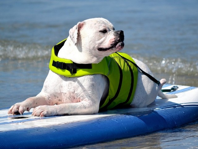 American Bulldog Surf Dog Humphrey Southern California USA - Humphrey, this adorable American Bulldog, who was rescued as a 1 1/2 year old stray from an Los Angeles shelter, minutes before to be euthanized in 2008, became a strong, well mannered and social dog, which incredibly loves the water. Not so graceful on the land, but was a king of the pool, where he started to swim as a therapy for his hips. After he learned to stay on the surf board in the 'SURF DOGS' school (also known as SurFURS) in Southern California, USA, he really enjoys the surfing and unwillingly leaves the beach. - , American, Bulldog, surf, dog, dogs, Humphrey, southern, California, USA, animals, animal, sport, sports, adorable, year, years, stray, strays, Los, Angeles, shelter, shelters, 2008, strong, well, mannered, social, incredibly, water, waters, graceful, land, lands, king, kings, pool, pools, therapy, therapies, hips, hip, board, boards, school, schools, SurFURS, surfing, unwillingly, beach, beaches - Humphrey, this adorable American Bulldog, who was rescued as a 1 1/2 year old stray from an Los Angeles shelter, minutes before to be euthanized in 2008, became a strong, well mannered and social dog, which incredibly loves the water. Not so graceful on the land, but was a king of the pool, where he started to swim as a therapy for his hips. After he learned to stay on the surf board in the 'SURF DOGS' school (also known as SurFURS) in Southern California, USA, he really enjoys the surfing and unwillingly leaves the beach. Подреждайте безплатни онлайн American Bulldog Surf Dog Humphrey Southern California USA пъзел игри или изпратете American Bulldog Surf Dog Humphrey Southern California USA пъзел игра поздравителна картичка  от puzzles-games.eu.. American Bulldog Surf Dog Humphrey Southern California USA пъзел, пъзели, пъзели игри, puzzles-games.eu, пъзел игри, online пъзел игри, free пъзел игри, free online пъзел игри, American Bulldog Surf Dog Humphrey Southern California USA free пъзел игра, American Bulldog Surf Dog Humphrey Southern California USA online пъзел игра, jigsaw puzzles, American Bulldog Surf Dog Humphrey Southern California USA jigsaw puzzle, jigsaw puzzle games, jigsaw puzzles games, American Bulldog Surf Dog Humphrey Southern California USA пъзел игра картичка, пъзели игри картички, American Bulldog Surf Dog Humphrey Southern California USA пъзел игра поздравителна картичка