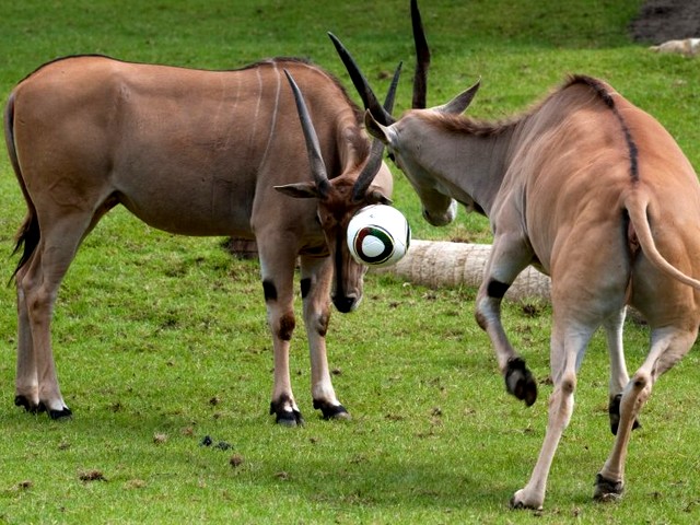 Animals World Cup Antelopes at Allwetterzoo in Germany - Antelopes (Common elands) play 'Animals World Cup' with an Adidas ball at Allwetterzoo in Muenster, Germany (June, 2010). - , Animals, World, Cup, antelopes, antelope, Allwetterzoo, Germany, animals, animal, sport, sports, show, shows, match, matches, tournament, tournaments, football, footballs, soccer, soccers, Common, elands, eland, Adidas, ball, balls, Muenster - Antelopes (Common elands) play 'Animals World Cup' with an Adidas ball at Allwetterzoo in Muenster, Germany (June, 2010). Решайте бесплатные онлайн Animals World Cup Antelopes at Allwetterzoo in Germany пазлы игры или отправьте Animals World Cup Antelopes at Allwetterzoo in Germany пазл игру приветственную открытку  из puzzles-games.eu.. Animals World Cup Antelopes at Allwetterzoo in Germany пазл, пазлы, пазлы игры, puzzles-games.eu, пазл игры, онлайн пазл игры, игры пазлы бесплатно, бесплатно онлайн пазл игры, Animals World Cup Antelopes at Allwetterzoo in Germany бесплатно пазл игра, Animals World Cup Antelopes at Allwetterzoo in Germany онлайн пазл игра , jigsaw puzzles, Animals World Cup Antelopes at Allwetterzoo in Germany jigsaw puzzle, jigsaw puzzle games, jigsaw puzzles games, Animals World Cup Antelopes at Allwetterzoo in Germany пазл игра открытка, пазлы игры открытки, Animals World Cup Antelopes at Allwetterzoo in Germany пазл игра приветственная открытка