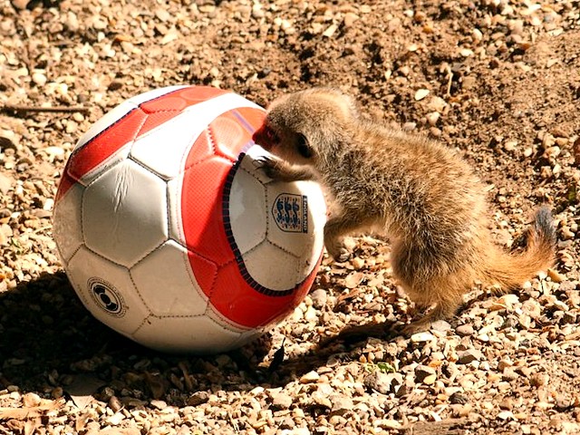 Animals World Cup Baby Meercat at Bristol Zoo in England - An inquisitive baby meercat plays with a miniature soccer ball during the 'Animals World Cup' at Bristol Zoo and Gardens in England (June 23, 2010). - , Animals, World, Cup, baby, meercat, meercats, Bristol, Zoo, England, animals, animal, sport, sports, show, shows, match, matches, tournament, tournaments, football, footballs, soccer, soccers, inquisitive, miniature, ball, balls, gardens, garden - An inquisitive baby meercat plays with a miniature soccer ball during the 'Animals World Cup' at Bristol Zoo and Gardens in England (June 23, 2010). Lösen Sie kostenlose Animals World Cup Baby Meercat at Bristol Zoo in England Online Puzzle Spiele oder senden Sie Animals World Cup Baby Meercat at Bristol Zoo in England Puzzle Spiel Gruß ecards  from puzzles-games.eu.. Animals World Cup Baby Meercat at Bristol Zoo in England puzzle, Rätsel, puzzles, Puzzle Spiele, puzzles-games.eu, puzzle games, Online Puzzle Spiele, kostenlose Puzzle Spiele, kostenlose Online Puzzle Spiele, Animals World Cup Baby Meercat at Bristol Zoo in England kostenlose Puzzle Spiel, Animals World Cup Baby Meercat at Bristol Zoo in England Online Puzzle Spiel, jigsaw puzzles, Animals World Cup Baby Meercat at Bristol Zoo in England jigsaw puzzle, jigsaw puzzle games, jigsaw puzzles games, Animals World Cup Baby Meercat at Bristol Zoo in England Puzzle Spiel ecard, Puzzles Spiele ecards, Animals World Cup Baby Meercat at Bristol Zoo in England Puzzle Spiel Gruß ecards