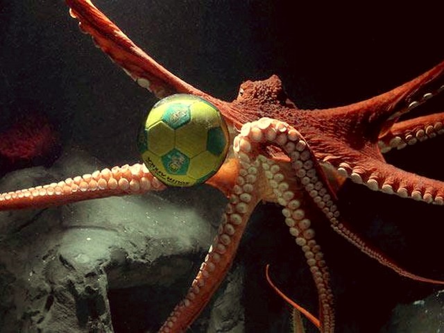 Animals World Cup Giant Pacific Octopus at National Marine Aquarium in Plymonth England - The one-year-old Giant Pacific Octopus Ramsey play 'Animals World Cup' with a soccer ball at the National Marine aquarium in Plymonth, England. - , Animals, World, Cup, giant, Pacific, octopus, National, Marine, aquarium, aquarioms, Plymonth, England, animals, animal, sport, sports, show, shows, match, matches, tournament, tournaments, football, footballs, soccer, soccers, Ramsey, ball, balls - The one-year-old Giant Pacific Octopus Ramsey play 'Animals World Cup' with a soccer ball at the National Marine aquarium in Plymonth, England. Решайте бесплатные онлайн Animals World Cup Giant Pacific Octopus at National Marine Aquarium in Plymonth England пазлы игры или отправьте Animals World Cup Giant Pacific Octopus at National Marine Aquarium in Plymonth England пазл игру приветственную открытку  из puzzles-games.eu.. Animals World Cup Giant Pacific Octopus at National Marine Aquarium in Plymonth England пазл, пазлы, пазлы игры, puzzles-games.eu, пазл игры, онлайн пазл игры, игры пазлы бесплатно, бесплатно онлайн пазл игры, Animals World Cup Giant Pacific Octopus at National Marine Aquarium in Plymonth England бесплатно пазл игра, Animals World Cup Giant Pacific Octopus at National Marine Aquarium in Plymonth England онлайн пазл игра , jigsaw puzzles, Animals World Cup Giant Pacific Octopus at National Marine Aquarium in Plymonth England jigsaw puzzle, jigsaw puzzle games, jigsaw puzzles games, Animals World Cup Giant Pacific Octopus at National Marine Aquarium in Plymonth England пазл игра открытка, пазлы игры открытки, Animals World Cup Giant Pacific Octopus at National Marine Aquarium in Plymonth England пазл игра приветственная открытка