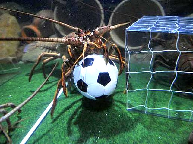 Animals World Cup Lobster at Sea Life Aquarium in Germany - A lobster with a trophy of 'Animals World Cup', a soccer ball filled with sardine, at the Sea Life Aquarium in Berlin, Germany (July 11, 2010). - , Animals, World, Cup, lobster, lobsters, Sea, Life, aquarium, aquariums, Germany, animals, animal, sport, sports, show, shows, match, matches, tournament, tournaments, football, footballs, soccer, soccers, trophy, trophies, ball, balls, sardine, sardines, Berlin - A lobster with a trophy of 'Animals World Cup', a soccer ball filled with sardine, at the Sea Life Aquarium in Berlin, Germany (July 11, 2010). Lösen Sie kostenlose Animals World Cup Lobster at Sea Life Aquarium in Germany Online Puzzle Spiele oder senden Sie Animals World Cup Lobster at Sea Life Aquarium in Germany Puzzle Spiel Gruß ecards  from puzzles-games.eu.. Animals World Cup Lobster at Sea Life Aquarium in Germany puzzle, Rätsel, puzzles, Puzzle Spiele, puzzles-games.eu, puzzle games, Online Puzzle Spiele, kostenlose Puzzle Spiele, kostenlose Online Puzzle Spiele, Animals World Cup Lobster at Sea Life Aquarium in Germany kostenlose Puzzle Spiel, Animals World Cup Lobster at Sea Life Aquarium in Germany Online Puzzle Spiel, jigsaw puzzles, Animals World Cup Lobster at Sea Life Aquarium in Germany jigsaw puzzle, jigsaw puzzle games, jigsaw puzzles games, Animals World Cup Lobster at Sea Life Aquarium in Germany Puzzle Spiel ecard, Puzzles Spiele ecards, Animals World Cup Lobster at Sea Life Aquarium in Germany Puzzle Spiel Gruß ecards