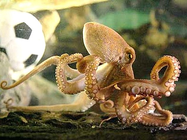 Animals World Cup Octopus Paul after FIFA 2010 Tournament - After the end of the FIFA 2010 tournament, the two-year-old octopus Paul continues to play 'Animals World Cup' at the Sea Life public aquarium in Oberhausen, Germany (July 12, 2010). - , Animals, World, Cup, octopus, octopuses, Paul, FIFA, 2010, tournament, tournaments, animals, animal, sport, sports, show, shows, match, matches, football, footbals, soccer, soccers, end, ends, Sea, Life, public, aquarium, aquariums, Oberhausen, Germany - After the end of the FIFA 2010 tournament, the two-year-old octopus Paul continues to play 'Animals World Cup' at the Sea Life public aquarium in Oberhausen, Germany (July 12, 2010). Solve free online Animals World Cup Octopus Paul after FIFA 2010 Tournament puzzle games or send Animals World Cup Octopus Paul after FIFA 2010 Tournament puzzle game greeting ecards  from puzzles-games.eu.. Animals World Cup Octopus Paul after FIFA 2010 Tournament puzzle, puzzles, puzzles games, puzzles-games.eu, puzzle games, online puzzle games, free puzzle games, free online puzzle games, Animals World Cup Octopus Paul after FIFA 2010 Tournament free puzzle game, Animals World Cup Octopus Paul after FIFA 2010 Tournament online puzzle game, jigsaw puzzles, Animals World Cup Octopus Paul after FIFA 2010 Tournament jigsaw puzzle, jigsaw puzzle games, jigsaw puzzles games, Animals World Cup Octopus Paul after FIFA 2010 Tournament puzzle game ecard, puzzles games ecards, Animals World Cup Octopus Paul after FIFA 2010 Tournament puzzle game greeting ecard