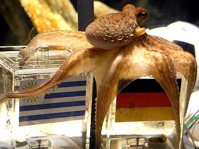 Animals World Cup Octopus Paul predicts Germany win over Uruguay - The octopus Paul plays 'Animals World Cup' at the Sea Life public aquarium in Oberhausen, Germany and predicts that Germany will win over Uruguay at FIFA World Cup 2010 (July 10, 2010). - , Animals, World, Cup, octopus, octopuses, Paul, Germany, Uruguay, animals, animal, sport, sports, show, shows, match, matches, tournament, tournaments, football, footballs, soccer, soccers, Sea, Life, public, aquarium, aquariums, Oberhausen, Germany, FIFA - The octopus Paul plays 'Animals World Cup' at the Sea Life public aquarium in Oberhausen, Germany and predicts that Germany will win over Uruguay at FIFA World Cup 2010 (July 10, 2010). Lösen Sie kostenlose Animals World Cup Octopus Paul predicts Germany win over Uruguay Online Puzzle Spiele oder senden Sie Animals World Cup Octopus Paul predicts Germany win over Uruguay Puzzle Spiel Gruß ecards  from puzzles-games.eu.. Animals World Cup Octopus Paul predicts Germany win over Uruguay puzzle, Rätsel, puzzles, Puzzle Spiele, puzzles-games.eu, puzzle games, Online Puzzle Spiele, kostenlose Puzzle Spiele, kostenlose Online Puzzle Spiele, Animals World Cup Octopus Paul predicts Germany win over Uruguay kostenlose Puzzle Spiel, Animals World Cup Octopus Paul predicts Germany win over Uruguay Online Puzzle Spiel, jigsaw puzzles, Animals World Cup Octopus Paul predicts Germany win over Uruguay jigsaw puzzle, jigsaw puzzle games, jigsaw puzzles games, Animals World Cup Octopus Paul predicts Germany win over Uruguay Puzzle Spiel ecard, Puzzles Spiele ecards, Animals World Cup Octopus Paul predicts Germany win over Uruguay Puzzle Spiel Gruß ecards