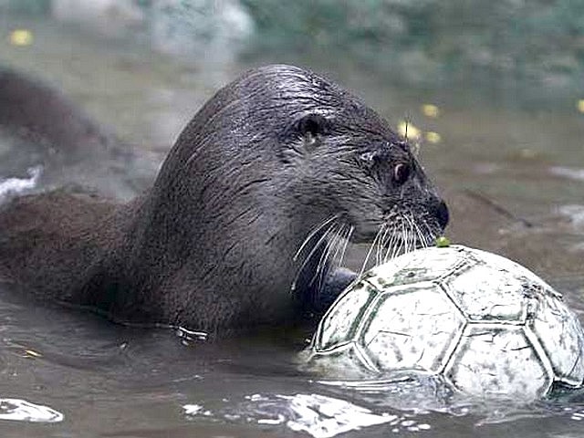 Animals World Cup River Otter at Santa Fe Zoo in Colombia - A River otter plays 'Animals World Cup' football in a lagon at the Santa Fe Zoo in Medelin, Colombia (June 9, 2010). - , Animals, World, Cup, River, otter, otters, Santa, Fe, Zoo, Colombia, animals, animal, sport, sports, show, shows, match, matches, tournamen, tournaments, football, footballs, soccer, soccers, lagon, lagons, Medelin - A River otter plays 'Animals World Cup' football in a lagon at the Santa Fe Zoo in Medelin, Colombia (June 9, 2010). Решайте бесплатные онлайн Animals World Cup River Otter at Santa Fe Zoo in Colombia пазлы игры или отправьте Animals World Cup River Otter at Santa Fe Zoo in Colombia пазл игру приветственную открытку  из puzzles-games.eu.. Animals World Cup River Otter at Santa Fe Zoo in Colombia пазл, пазлы, пазлы игры, puzzles-games.eu, пазл игры, онлайн пазл игры, игры пазлы бесплатно, бесплатно онлайн пазл игры, Animals World Cup River Otter at Santa Fe Zoo in Colombia бесплатно пазл игра, Animals World Cup River Otter at Santa Fe Zoo in Colombia онлайн пазл игра , jigsaw puzzles, Animals World Cup River Otter at Santa Fe Zoo in Colombia jigsaw puzzle, jigsaw puzzle games, jigsaw puzzles games, Animals World Cup River Otter at Santa Fe Zoo in Colombia пазл игра открытка, пазлы игры открытки, Animals World Cup River Otter at Santa Fe Zoo in Colombia пазл игра приветственная открытка