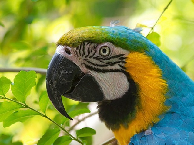 Ara Ararauna Close-up - A close-up of Ara Ararauna (Blue-and-Yellow, Blue-and-Gold) parrot. The Ara Ararauna is a fascinating large-size parrot, very intelligent and social 'talking' bird. - , Ara, Ararauna, close-up, animals, animal, parrot, parrots, bird, birds, Blue-and-Yellow, Blue-and-Gold, fascinating, large-size, intelligent, social, 'talking' - A close-up of Ara Ararauna (Blue-and-Yellow, Blue-and-Gold) parrot. The Ara Ararauna is a fascinating large-size parrot, very intelligent and social 'talking' bird. Решайте бесплатные онлайн Ara Ararauna Close-up пазлы игры или отправьте Ara Ararauna Close-up пазл игру приветственную открытку  из puzzles-games.eu.. Ara Ararauna Close-up пазл, пазлы, пазлы игры, puzzles-games.eu, пазл игры, онлайн пазл игры, игры пазлы бесплатно, бесплатно онлайн пазл игры, Ara Ararauna Close-up бесплатно пазл игра, Ara Ararauna Close-up онлайн пазл игра , jigsaw puzzles, Ara Ararauna Close-up jigsaw puzzle, jigsaw puzzle games, jigsaw puzzles games, Ara Ararauna Close-up пазл игра открытка, пазлы игры открытки, Ara Ararauna Close-up пазл игра приветственная открытка