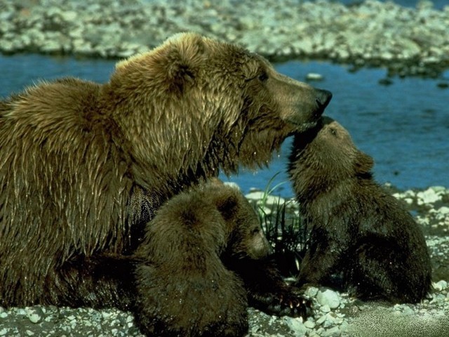 Bear's Family - Bear's Family resting near the river. - , Bear's, family, animals, animal, bears, bear, brown, wild - Bear's Family resting near the river. Solve free online Bear's Family puzzle games or send Bear's Family puzzle game greeting ecards  from puzzles-games.eu.. Bear's Family puzzle, puzzles, puzzles games, puzzles-games.eu, puzzle games, online puzzle games, free puzzle games, free online puzzle games, Bear's Family free puzzle game, Bear's Family online puzzle game, jigsaw puzzles, Bear's Family jigsaw puzzle, jigsaw puzzle games, jigsaw puzzles games, Bear's Family puzzle game ecard, puzzles games ecards, Bear's Family puzzle game greeting ecard