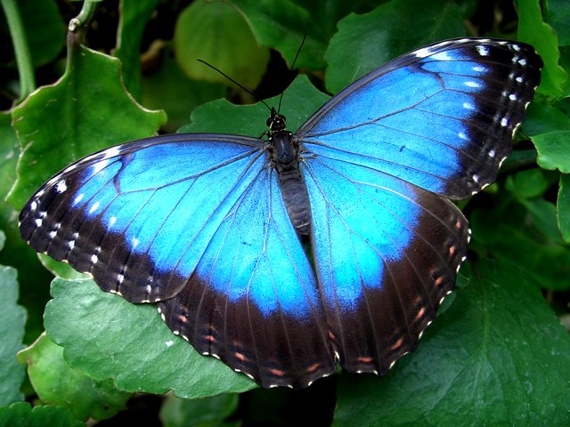Blue Morpho Butterfly - The Blue Morpho butterfly (Morpho peleides) is one of the world’s largest butterflies, with wingspan from 7.5 to 20 cm, bright blue with lacy black edges. The brilliant blue color is caused by the diffraction of the light from the millions of tiny flakes on the upper side of wings. The underside of the its wings is brown with many eye spots. When the Blue Morpho butterfly flies, flashing with its wings rapidly and the contrast between bright blue and greyish brown colour frighten away predators. Blue Morpho butterfly lives in the tropical forests Central and South America, from Mexico to Colombia. - , Blue, Morpho, butterfly, butterflies, animals, animal, peleides, world, wingspan, bright, blue, lacy, black, edges, edge, brilliant, color, diffraction, light, millions, tiny, flakes, flake, upper, side, wings, wing, underside, brown, with, many, eye, spots, spot, rapidly, contrast, greyish, colour, predators, predator, tropical, forests, forest, Central, South, America, Mexico, Colombia - The Blue Morpho butterfly (Morpho peleides) is one of the world’s largest butterflies, with wingspan from 7.5 to 20 cm, bright blue with lacy black edges. The brilliant blue color is caused by the diffraction of the light from the millions of tiny flakes on the upper side of wings. The underside of the its wings is brown with many eye spots. When the Blue Morpho butterfly flies, flashing with its wings rapidly and the contrast between bright blue and greyish brown colour frighten away predators. Blue Morpho butterfly lives in the tropical forests Central and South America, from Mexico to Colombia. Lösen Sie kostenlose Blue Morpho Butterfly Online Puzzle Spiele oder senden Sie Blue Morpho Butterfly Puzzle Spiel Gruß ecards  from puzzles-games.eu.. Blue Morpho Butterfly puzzle, Rätsel, puzzles, Puzzle Spiele, puzzles-games.eu, puzzle games, Online Puzzle Spiele, kostenlose Puzzle Spiele, kostenlose Online Puzzle Spiele, Blue Morpho Butterfly kostenlose Puzzle Spiel, Blue Morpho Butterfly Online Puzzle Spiel, jigsaw puzzles, Blue Morpho Butterfly jigsaw puzzle, jigsaw puzzle games, jigsaw puzzles games, Blue Morpho Butterfly Puzzle Spiel ecard, Puzzles Spiele ecards, Blue Morpho Butterfly Puzzle Spiel Gruß ecards