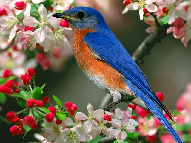 Bluebird Wallpaper - Wallpaper with Eastern Bluebird, an American bird, widespread east of the Rockies, from Canada to Mexico and Honduras. Eastern bluebirds are known for their distinctive sweet songs, with lovely blue plumage and reddish brown breasts. - , bluebird, bluebirds, wallpaper, wallpapers, animals, animal, Eastern, American, bird, birds, Rockies, Canada, Mexico, Honduras, distinctive, sweet, songs, song, lovely, blue, plumage, plumagesreddish, brown, breasts, breast - Wallpaper with Eastern Bluebird, an American bird, widespread east of the Rockies, from Canada to Mexico and Honduras. Eastern bluebirds are known for their distinctive sweet songs, with lovely blue plumage and reddish brown breasts. Подреждайте безплатни онлайн Bluebird Wallpaper пъзел игри или изпратете Bluebird Wallpaper пъзел игра поздравителна картичка  от puzzles-games.eu.. Bluebird Wallpaper пъзел, пъзели, пъзели игри, puzzles-games.eu, пъзел игри, online пъзел игри, free пъзел игри, free online пъзел игри, Bluebird Wallpaper free пъзел игра, Bluebird Wallpaper online пъзел игра, jigsaw puzzles, Bluebird Wallpaper jigsaw puzzle, jigsaw puzzle games, jigsaw puzzles games, Bluebird Wallpaper пъзел игра картичка, пъзели игри картички, Bluebird Wallpaper пъзел игра поздравителна картичка