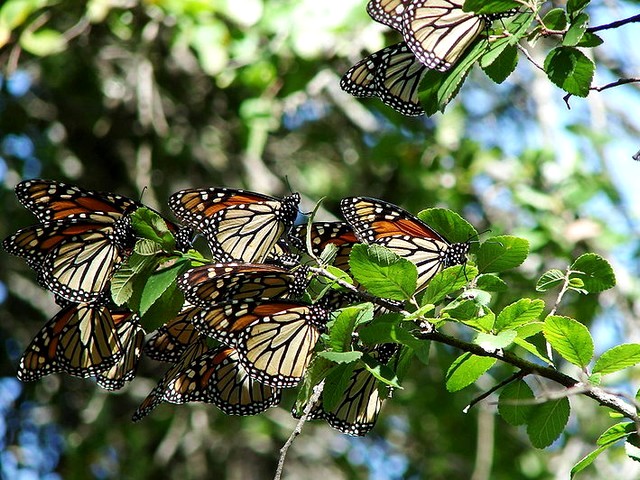 Butterfly Monarch Migration - The butterfly Monarch is well-known with its anual migration both north and south. - , butterfly, butterflies, Monarch, migration, migrations, animals, animal, north, south, insect, insects - The butterfly Monarch is well-known with its anual migration both north and south. Solve free online Butterfly Monarch Migration puzzle games or send Butterfly Monarch Migration puzzle game greeting ecards  from puzzles-games.eu.. Butterfly Monarch Migration puzzle, puzzles, puzzles games, puzzles-games.eu, puzzle games, online puzzle games, free puzzle games, free online puzzle games, Butterfly Monarch Migration free puzzle game, Butterfly Monarch Migration online puzzle game, jigsaw puzzles, Butterfly Monarch Migration jigsaw puzzle, jigsaw puzzle games, jigsaw puzzles games, Butterfly Monarch Migration puzzle game ecard, puzzles games ecards, Butterfly Monarch Migration puzzle game greeting ecard