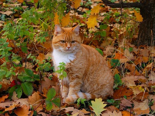 Cat on Background of Autumn Leaves - Lovely photo of picturesque landscape in a park and fluffy red-haired cat, which looks splendid on a background of fallen colorful autumn leaves. - , cat, cats, background, backgrounds, autumn, leaf, animals, animal, nature, natures, season, seasons, lovely, photo, photos, picturesque, landscape, landscapes, park, parks, fluffy, red-haired, splendid, fallen, colorful - Lovely photo of picturesque landscape in a park and fluffy red-haired cat, which looks splendid on a background of fallen colorful autumn leaves. Подреждайте безплатни онлайн Cat on Background of Autumn Leaves пъзел игри или изпратете Cat on Background of Autumn Leaves пъзел игра поздравителна картичка  от puzzles-games.eu.. Cat on Background of Autumn Leaves пъзел, пъзели, пъзели игри, puzzles-games.eu, пъзел игри, online пъзел игри, free пъзел игри, free online пъзел игри, Cat on Background of Autumn Leaves free пъзел игра, Cat on Background of Autumn Leaves online пъзел игра, jigsaw puzzles, Cat on Background of Autumn Leaves jigsaw puzzle, jigsaw puzzle games, jigsaw puzzles games, Cat on Background of Autumn Leaves пъзел игра картичка, пъзели игри картички, Cat on Background of Autumn Leaves пъзел игра поздравителна картичка