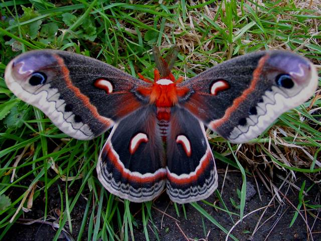 Cecropia Moth - The Cecropia Moth, a giant silk moth or Robin moth (Hyalophora cecropia Linnaeus) is the largest and very colorful North American moth of the Saturniidae family. The females have a wingspan up to six inches (160 mm). The Cecropia Moth is widespread in Nova Scottia and Maine, south to Florida, west across southern Canada and the eastern United States, and as far west as the  Rocky Mountains.<br />
The cecropia moth which can be found in open areas with trees are mostly nocturnal species and are rarely seen in the day. Adults do not feed and live for a few weeks, with only purpose to mate. <br />
Due to its impressive size, extremely showy appearance and hardiness, Hyalophora cecropia has become a favorite of collectors and is appreciated by nature lovers. - , Cecropia, moth, moths, animals, animal, giant, silk, Robin, Hyalophora, Linnaeus, largest, colorful, North, American, Saturniidae, family, families, females, female, wingspan, Nova, Scottia, Maine, south, Florida, west, southern, Canada, eastern, United, States, Rocky, Mountains, mountain, open, areas, area, nocturnal, species, day, adults, adult, weeks, week, purpose, impressive, size, extremely, showy, appearance, hardiness, favorite, collectors, collector, nature, lovers - The Cecropia Moth, a giant silk moth or Robin moth (Hyalophora cecropia Linnaeus) is the largest and very colorful North American moth of the Saturniidae family. The females have a wingspan up to six inches (160 mm). The Cecropia Moth is widespread in Nova Scottia and Maine, south to Florida, west across southern Canada and the eastern United States, and as far west as the  Rocky Mountains.<br />
The cecropia moth which can be found in open areas with trees are mostly nocturnal species and are rarely seen in the day. Adults do not feed and live for a few weeks, with only purpose to mate. <br />
Due to its impressive size, extremely showy appearance and hardiness, Hyalophora cecropia has become a favorite of collectors and is appreciated by nature lovers. Lösen Sie kostenlose Cecropia Moth Online Puzzle Spiele oder senden Sie Cecropia Moth Puzzle Spiel Gruß ecards  from puzzles-games.eu.. Cecropia Moth puzzle, Rätsel, puzzles, Puzzle Spiele, puzzles-games.eu, puzzle games, Online Puzzle Spiele, kostenlose Puzzle Spiele, kostenlose Online Puzzle Spiele, Cecropia Moth kostenlose Puzzle Spiel, Cecropia Moth Online Puzzle Spiel, jigsaw puzzles, Cecropia Moth jigsaw puzzle, jigsaw puzzle games, jigsaw puzzles games, Cecropia Moth Puzzle Spiel ecard, Puzzles Spiele ecards, Cecropia Moth Puzzle Spiel Gruß ecards