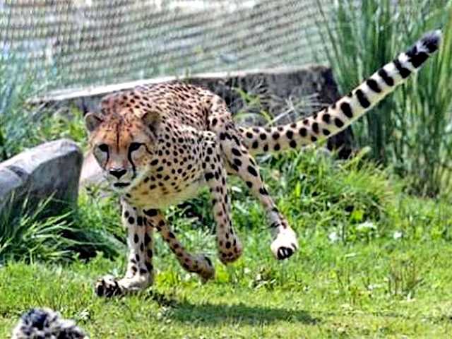 Cheetah Sarah - The running fast as the wind eight years old Cheetah Sarah (2009), living at the Cincinnati ZOO USA, reached 100 meters dash for 6,13 seconds. - , Cheetah, cheetahs, Sarah, animals, animal, wind, winds, year, years, Cincinnati, ZOO, USA, 100, meter, meters, dash, 6, 13, seconds, second - The running fast as the wind eight years old Cheetah Sarah (2009), living at the Cincinnati ZOO USA, reached 100 meters dash for 6,13 seconds. Lösen Sie kostenlose Cheetah Sarah Online Puzzle Spiele oder senden Sie Cheetah Sarah Puzzle Spiel Gruß ecards  from puzzles-games.eu.. Cheetah Sarah puzzle, Rätsel, puzzles, Puzzle Spiele, puzzles-games.eu, puzzle games, Online Puzzle Spiele, kostenlose Puzzle Spiele, kostenlose Online Puzzle Spiele, Cheetah Sarah kostenlose Puzzle Spiel, Cheetah Sarah Online Puzzle Spiel, jigsaw puzzles, Cheetah Sarah jigsaw puzzle, jigsaw puzzle games, jigsaw puzzles games, Cheetah Sarah Puzzle Spiel ecard, Puzzles Spiele ecards, Cheetah Sarah Puzzle Spiel Gruß ecards