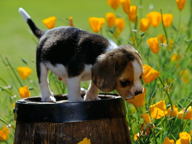 Cute Beagle and Spring Flower Wallpaper - Wallpaper with a cute little beagle on a wooden barrel, fascinated by the scent of a spring flower. In the spring, along with the warm weather and the caressing sunlight, everything in nature is awakening to a new life. This is the time when you can hear melodically chirping of the birds and to enjoy the beautiful colours of the flowers. - , cute, beagle, beagles, spring, flower, flowers, wallpaper, wallpapers, animals, animal, little, wooden, barrel, barrels, scent, scents, warm, weather, sunlight, nature, life, time, times, melodically, birds, bird, beautiful, colours, colour - Wallpaper with a cute little beagle on a wooden barrel, fascinated by the scent of a spring flower. In the spring, along with the warm weather and the caressing sunlight, everything in nature is awakening to a new life. This is the time when you can hear melodically chirping of the birds and to enjoy the beautiful colours of the flowers. Подреждайте безплатни онлайн Cute Beagle and Spring Flower Wallpaper пъзел игри или изпратете Cute Beagle and Spring Flower Wallpaper пъзел игра поздравителна картичка  от puzzles-games.eu.. Cute Beagle and Spring Flower Wallpaper пъзел, пъзели, пъзели игри, puzzles-games.eu, пъзел игри, online пъзел игри, free пъзел игри, free online пъзел игри, Cute Beagle and Spring Flower Wallpaper free пъзел игра, Cute Beagle and Spring Flower Wallpaper online пъзел игра, jigsaw puzzles, Cute Beagle and Spring Flower Wallpaper jigsaw puzzle, jigsaw puzzle games, jigsaw puzzles games, Cute Beagle and Spring Flower Wallpaper пъзел игра картичка, пъзели игри картички, Cute Beagle and Spring Flower Wallpaper пъзел игра поздравителна картичка