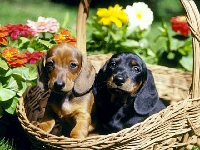 Dachshunds in a Basket - Puppy dachshunds sitting in a basket. - , dachshunds, dachshund, basket, baskets, animals, animal, puppy, puppies, dog, dogs - Puppy dachshunds sitting in a basket. Lösen Sie kostenlose Dachshunds in a Basket Online Puzzle Spiele oder senden Sie Dachshunds in a Basket Puzzle Spiel Gruß ecards  from puzzles-games.eu.. Dachshunds in a Basket puzzle, Rätsel, puzzles, Puzzle Spiele, puzzles-games.eu, puzzle games, Online Puzzle Spiele, kostenlose Puzzle Spiele, kostenlose Online Puzzle Spiele, Dachshunds in a Basket kostenlose Puzzle Spiel, Dachshunds in a Basket Online Puzzle Spiel, jigsaw puzzles, Dachshunds in a Basket jigsaw puzzle, jigsaw puzzle games, jigsaw puzzles games, Dachshunds in a Basket Puzzle Spiel ecard, Puzzles Spiele ecards, Dachshunds in a Basket Puzzle Spiel Gruß ecards