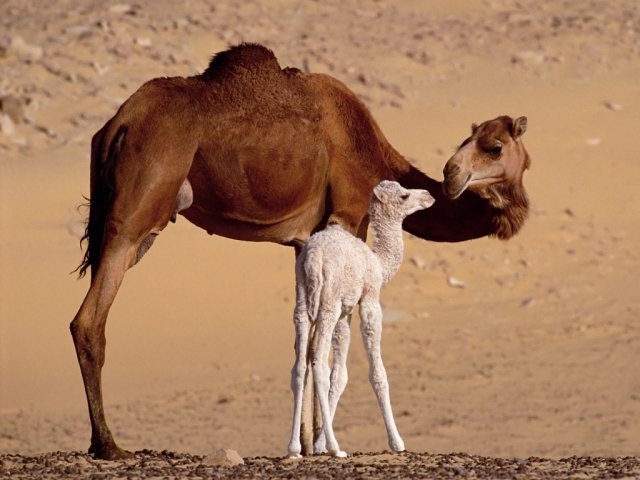 Dromedary Mother and Calf Sahara Egypt Wallpaper - A lovely wallpaper of a dromedary, mother and its calf (baby camel) from desert Sahara, Egypt. - , dromedary, dromedaries, mother, mothers, calf, calves, calfs, Sahara, Egypt, animals, animal, places, place, travel, travels, tour, tours, trip, trips, lovely, baby, babies, camel, camels, desert, deserts - A lovely wallpaper of a dromedary, mother and its calf (baby camel) from desert Sahara, Egypt. Lösen Sie kostenlose Dromedary Mother and Calf Sahara Egypt Wallpaper Online Puzzle Spiele oder senden Sie Dromedary Mother and Calf Sahara Egypt Wallpaper Puzzle Spiel Gruß ecards  from puzzles-games.eu.. Dromedary Mother and Calf Sahara Egypt Wallpaper puzzle, Rätsel, puzzles, Puzzle Spiele, puzzles-games.eu, puzzle games, Online Puzzle Spiele, kostenlose Puzzle Spiele, kostenlose Online Puzzle Spiele, Dromedary Mother and Calf Sahara Egypt Wallpaper kostenlose Puzzle Spiel, Dromedary Mother and Calf Sahara Egypt Wallpaper Online Puzzle Spiel, jigsaw puzzles, Dromedary Mother and Calf Sahara Egypt Wallpaper jigsaw puzzle, jigsaw puzzle games, jigsaw puzzles games, Dromedary Mother and Calf Sahara Egypt Wallpaper Puzzle Spiel ecard, Puzzles Spiele ecards, Dromedary Mother and Calf Sahara Egypt Wallpaper Puzzle Spiel Gruß ecards