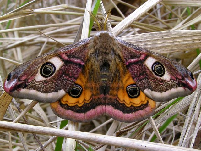Emperor Moth Male - Emperor Moth (Saturnia pavonia) is a large moth in family Saturniidae, widely distributed in most parts of England, Wales, Scotland and Ireland, inhabiting woodland ridges, moorland and heathland, bogs and fens, hedgerows, scrubs and sand dunes.<br />
The male has a wingspan of about 60 mm and more intensely brown-white coloring with bright orange on hind-wings, in contrast to the female, which has larger wingspan about 80 mm, but is more paler colored in bluish-grey. Both have wings adorned with huge 'eye-spots', which play a role of camouflage. Males fly fast during the day, and the females fly more sluggishly at night. - , Emperor, moth, moths, male, males, animals, animal, butterfly, butterflies, Saturnia, pavonia, family, families, Saturniidae, parts, part, England, Wales, Scotland, Ireland, woodland, ridges, moorland, heathland, bogs, fens, hedgerows, scrubs, sand, dunes, female, females, wingspan, intensely, brown, white, coloring, bright, orange, on, hind, wings, contrast, paler, bluish, grey, wings, wing, eye, spots, role, camouflage, day, sluggishly, night - Emperor Moth (Saturnia pavonia) is a large moth in family Saturniidae, widely distributed in most parts of England, Wales, Scotland and Ireland, inhabiting woodland ridges, moorland and heathland, bogs and fens, hedgerows, scrubs and sand dunes.<br />
The male has a wingspan of about 60 mm and more intensely brown-white coloring with bright orange on hind-wings, in contrast to the female, which has larger wingspan about 80 mm, but is more paler colored in bluish-grey. Both have wings adorned with huge 'eye-spots', which play a role of camouflage. Males fly fast during the day, and the females fly more sluggishly at night. Resuelve rompecabezas en línea gratis Emperor Moth Male juegos puzzle o enviar Emperor Moth Male juego de puzzle tarjetas electrónicas de felicitación  de puzzles-games.eu.. Emperor Moth Male puzzle, puzzles, rompecabezas juegos, puzzles-games.eu, juegos de puzzle, juegos en línea del rompecabezas, juegos gratis puzzle, juegos en línea gratis rompecabezas, Emperor Moth Male juego de puzzle gratuito, Emperor Moth Male juego de rompecabezas en línea, jigsaw puzzles, Emperor Moth Male jigsaw puzzle, jigsaw puzzle games, jigsaw puzzles games, Emperor Moth Male rompecabezas de juego tarjeta electrónica, juegos de puzzles tarjetas electrónicas, Emperor Moth Male puzzle tarjeta electrónica de felicitación