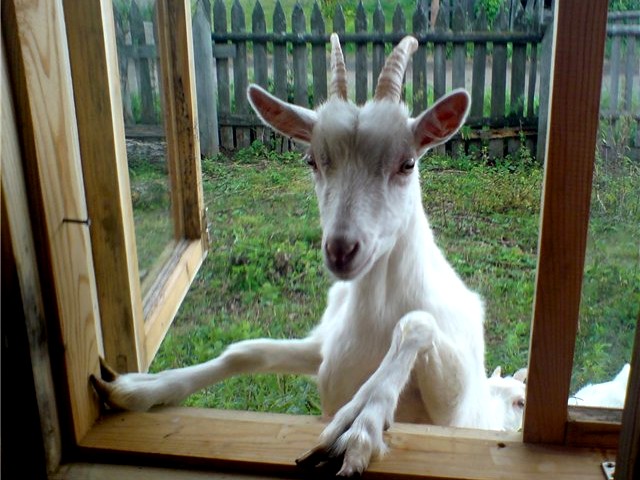 Goat on a Visit - The goat on a visit at neighbours. - , goat, goats, visit, visits, animals, animal, call, calls - The goat on a visit at neighbours. Resuelve rompecabezas en línea gratis Goat on a Visit juegos puzzle o enviar Goat on a Visit juego de puzzle tarjetas electrónicas de felicitación  de puzzles-games.eu.. Goat on a Visit puzzle, puzzles, rompecabezas juegos, puzzles-games.eu, juegos de puzzle, juegos en línea del rompecabezas, juegos gratis puzzle, juegos en línea gratis rompecabezas, Goat on a Visit juego de puzzle gratuito, Goat on a Visit juego de rompecabezas en línea, jigsaw puzzles, Goat on a Visit jigsaw puzzle, jigsaw puzzle games, jigsaw puzzles games, Goat on a Visit rompecabezas de juego tarjeta electrónica, juegos de puzzles tarjetas electrónicas, Goat on a Visit puzzle tarjeta electrónica de felicitación