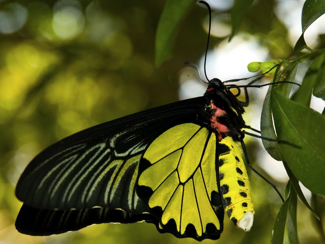 Goliath Birdwing Butterfly Male - Goliath Birdwing (Ornithoptera goliath) is birdwing butterfly from Swallowtail family, which lives in rainforests of New Guinea and is named after Goliath, the biblical giant, famous for his battle with the young David, the future king of Israel. Ornithoptera goliath is a second largest butterfly in the world after the 'Queen Alexandra Birdwing', with a wingspan up to 28 cm. It has slow but powerful birdlike flight. The male has specific colouring at the under side and cannot easily be seen when resting in the warmer hours of the day. Females are resting with open wings. <br />
Due to their exceptional size and brightly colouring, Goliath Birdwing are popular among collectors of butterflies. - , Goliath, Birdwing, butterfly, butterflies, animals, animal, Ornithoptera, Swallowtail, family, families, rainforests, New, Guinea, biblical, giant, giants, battle, battles, David, future, king, kings, Israel, world, Queen, Alexandra, wingspan, slow, powerful, birdlike, flight, male, males, specific, colouring, side, warm, hours, day, females, female, wings, wing - Goliath Birdwing (Ornithoptera goliath) is birdwing butterfly from Swallowtail family, which lives in rainforests of New Guinea and is named after Goliath, the biblical giant, famous for his battle with the young David, the future king of Israel. Ornithoptera goliath is a second largest butterfly in the world after the 'Queen Alexandra Birdwing', with a wingspan up to 28 cm. It has slow but powerful birdlike flight. The male has specific colouring at the under side and cannot easily be seen when resting in the warmer hours of the day. Females are resting with open wings. <br />
Due to their exceptional size and brightly colouring, Goliath Birdwing are popular among collectors of butterflies. Lösen Sie kostenlose Goliath Birdwing Butterfly Male Online Puzzle Spiele oder senden Sie Goliath Birdwing Butterfly Male Puzzle Spiel Gruß ecards  from puzzles-games.eu.. Goliath Birdwing Butterfly Male puzzle, Rätsel, puzzles, Puzzle Spiele, puzzles-games.eu, puzzle games, Online Puzzle Spiele, kostenlose Puzzle Spiele, kostenlose Online Puzzle Spiele, Goliath Birdwing Butterfly Male kostenlose Puzzle Spiel, Goliath Birdwing Butterfly Male Online Puzzle Spiel, jigsaw puzzles, Goliath Birdwing Butterfly Male jigsaw puzzle, jigsaw puzzle games, jigsaw puzzles games, Goliath Birdwing Butterfly Male Puzzle Spiel ecard, Puzzles Spiele ecards, Goliath Birdwing Butterfly Male Puzzle Spiel Gruß ecards