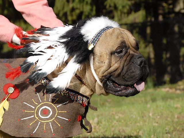 Halloween Costume Bullmastiff Dog as Commando - A lovely Bullmastiff dog, which is ready for Halloween, dressed up in a costume as commando, just in vest and a headband with feathers. - , Halloween, costume, costumes, Bullmastiff, dog, dogs, commando, commandos, animals, animal, holiday, holidays, feast, feasts, party, parties, festivity, festivities, celebration, celebrations, lovely, vest, vests, headband, headbands, feathers, feather - A lovely Bullmastiff dog, which is ready for Halloween, dressed up in a costume as commando, just in vest and a headband with feathers. Решайте бесплатные онлайн Halloween Costume Bullmastiff Dog as Commando пазлы игры или отправьте Halloween Costume Bullmastiff Dog as Commando пазл игру приветственную открытку  из puzzles-games.eu.. Halloween Costume Bullmastiff Dog as Commando пазл, пазлы, пазлы игры, puzzles-games.eu, пазл игры, онлайн пазл игры, игры пазлы бесплатно, бесплатно онлайн пазл игры, Halloween Costume Bullmastiff Dog as Commando бесплатно пазл игра, Halloween Costume Bullmastiff Dog as Commando онлайн пазл игра , jigsaw puzzles, Halloween Costume Bullmastiff Dog as Commando jigsaw puzzle, jigsaw puzzle games, jigsaw puzzles games, Halloween Costume Bullmastiff Dog as Commando пазл игра открытка, пазлы игры открытки, Halloween Costume Bullmastiff Dog as Commando пазл игра приветственная открытка