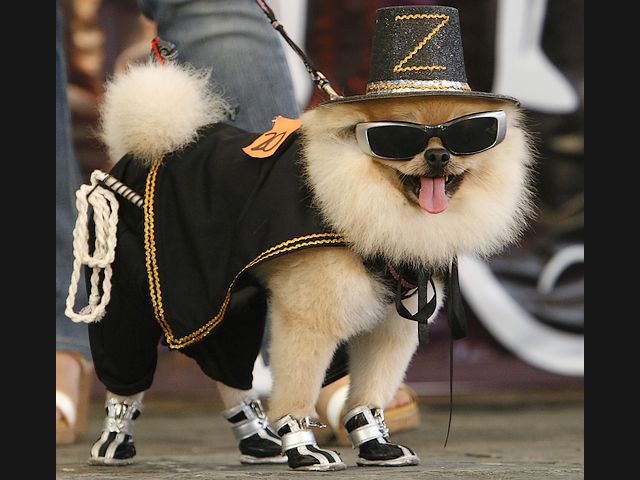 Halloween Costume Pomeranian Dog as Zorro Quezon City Philippines - A cunning, stealthy and wise dog Pomeranian, which is dressed up for Halloween, in a costume as 'Zorro', the famous Spanish swordsman from the movie 'The Mask of Zorro', during the event for fund-raising at a mall in Quezon City, Philippines (October, 2010). - , Halloween, costume, costumes, Pomeranian, dog, dogs, Zorro, Quezon, City, cities, Philippines, animals, animal, holiday, holidays, places, place, travel, travels, trip, trips, tour, tours, feast, feasts, party, parties, festivity, festivities, celebration, celebrations, cunning, stealthy, wise, famous, Spanish, swordsman, swordsmen, movie, movies, mask, masks, event, events, mall, malls, October, 2010 - A cunning, stealthy and wise dog Pomeranian, which is dressed up for Halloween, in a costume as 'Zorro', the famous Spanish swordsman from the movie 'The Mask of Zorro', during the event for fund-raising at a mall in Quezon City, Philippines (October, 2010). Подреждайте безплатни онлайн Halloween Costume Pomeranian Dog as Zorro Quezon City Philippines пъзел игри или изпратете Halloween Costume Pomeranian Dog as Zorro Quezon City Philippines пъзел игра поздравителна картичка  от puzzles-games.eu.. Halloween Costume Pomeranian Dog as Zorro Quezon City Philippines пъзел, пъзели, пъзели игри, puzzles-games.eu, пъзел игри, online пъзел игри, free пъзел игри, free online пъзел игри, Halloween Costume Pomeranian Dog as Zorro Quezon City Philippines free пъзел игра, Halloween Costume Pomeranian Dog as Zorro Quezon City Philippines online пъзел игра, jigsaw puzzles, Halloween Costume Pomeranian Dog as Zorro Quezon City Philippines jigsaw puzzle, jigsaw puzzle games, jigsaw puzzles games, Halloween Costume Pomeranian Dog as Zorro Quezon City Philippines пъзел игра картичка, пъзели игри картички, Halloween Costume Pomeranian Dog as Zorro Quezon City Philippines пъзел игра поздравителна картичка