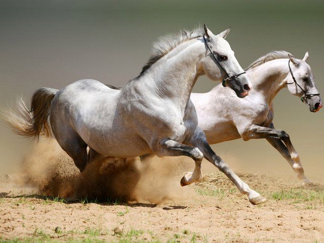 Beautiful Horse Galloping