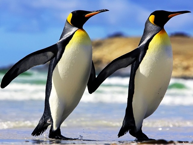 King Penguins on Falkland Islands - Two adorable King penguins waddling up the beach on the Falkland Islands, Atlantic ocean. The Falkland Islands are the furthest location north in the world where you can see these intelligent sea birds in their nature habitat. <br />
These penguins live in groups called colonies and huddle together for warmth. <br />
The King penguin is particularly unique subspecies because the females lay just one egg at a time and don’t make nests, two traits that are unusual for penguins. The male King penguin holds the egg on his feet under the warm fur on his belly and protects it from freezing. - , king, penguins, penguin, Falkland, islands, island, animals, animal, adorable, beach, Atlantic, ocean, location, locations, north, world, intelligent, sea, birds, bird, nature, habitat, groups, group, colonies, colony, warmth, unique, subspecies, females, female, egg, eggs, nests, nest, unusual, male, feet, warm, fur, belly - Two adorable King penguins waddling up the beach on the Falkland Islands, Atlantic ocean. The Falkland Islands are the furthest location north in the world where you can see these intelligent sea birds in their nature habitat. <br />
These penguins live in groups called colonies and huddle together for warmth. <br />
The King penguin is particularly unique subspecies because the females lay just one egg at a time and don’t make nests, two traits that are unusual for penguins. The male King penguin holds the egg on his feet under the warm fur on his belly and protects it from freezing. Подреждайте безплатни онлайн King Penguins on Falkland Islands пъзел игри или изпратете King Penguins on Falkland Islands пъзел игра поздравителна картичка  от puzzles-games.eu.. King Penguins on Falkland Islands пъзел, пъзели, пъзели игри, puzzles-games.eu, пъзел игри, online пъзел игри, free пъзел игри, free online пъзел игри, King Penguins on Falkland Islands free пъзел игра, King Penguins on Falkland Islands online пъзел игра, jigsaw puzzles, King Penguins on Falkland Islands jigsaw puzzle, jigsaw puzzle games, jigsaw puzzles games, King Penguins on Falkland Islands пъзел игра картичка, пъзели игри картички, King Penguins on Falkland Islands пъзел игра поздравителна картичка