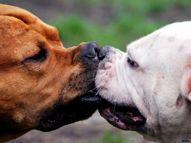 Kissing Dogs - The kissing dogs show  friendly relationship. - , dogs, dog, animals, animal - The kissing dogs show  friendly relationship. Решайте бесплатные онлайн Kissing Dogs пазлы игры или отправьте Kissing Dogs пазл игру приветственную открытку  из puzzles-games.eu.. Kissing Dogs пазл, пазлы, пазлы игры, puzzles-games.eu, пазл игры, онлайн пазл игры, игры пазлы бесплатно, бесплатно онлайн пазл игры, Kissing Dogs бесплатно пазл игра, Kissing Dogs онлайн пазл игра , jigsaw puzzles, Kissing Dogs jigsaw puzzle, jigsaw puzzle games, jigsaw puzzles games, Kissing Dogs пазл игра открытка, пазлы игры открытки, Kissing Dogs пазл игра приветственная открытка
