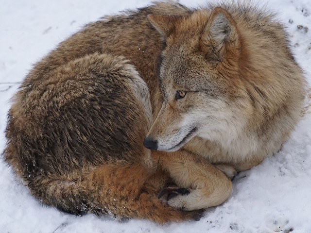 Mongolian Wolf - The Mongolian wolf (also known as the Tibetan wolf) is a beautiful subspecies of the grey wolf which is native to Central Asia and ranges from Turkestan, throughout Tibet to Mongolia, northern China, the western Himalayas in Kashmir and even as far as the Korean peninsula. <br />
The Mongolian wolf still does play an important role in Mongolian culture. Because the Mongolians were herders and hunters, they had great respect for the wolf as a powerful and skilled hunter. <br />
But although that, in the past wolves have been hunted because some viewed them as a threat to livestock and for utilization of the fur. As a result, wolves tend to live mostly far from people and have developed ability to avoid them. - , Mongolian, wolf, wolfs, animals, animal, Tibetan, beautiful, subspecies, subspecie, grey, Central, Asia, Turkestan, Tibet, Mongolia, northern, China, western, Himalayas, Kashmir, Korean, peninsula, important, role, culture, Mongolians, herders, herder, hunters, hunter, respect, powerful, skilled, threat, livestock, fur, people, ability - The Mongolian wolf (also known as the Tibetan wolf) is a beautiful subspecies of the grey wolf which is native to Central Asia and ranges from Turkestan, throughout Tibet to Mongolia, northern China, the western Himalayas in Kashmir and even as far as the Korean peninsula. <br />
The Mongolian wolf still does play an important role in Mongolian culture. Because the Mongolians were herders and hunters, they had great respect for the wolf as a powerful and skilled hunter. <br />
But although that, in the past wolves have been hunted because some viewed them as a threat to livestock and for utilization of the fur. As a result, wolves tend to live mostly far from people and have developed ability to avoid them. Решайте бесплатные онлайн Mongolian Wolf пазлы игры или отправьте Mongolian Wolf пазл игру приветственную открытку  из puzzles-games.eu.. Mongolian Wolf пазл, пазлы, пазлы игры, puzzles-games.eu, пазл игры, онлайн пазл игры, игры пазлы бесплатно, бесплатно онлайн пазл игры, Mongolian Wolf бесплатно пазл игра, Mongolian Wolf онлайн пазл игра , jigsaw puzzles, Mongolian Wolf jigsaw puzzle, jigsaw puzzle games, jigsaw puzzles games, Mongolian Wolf пазл игра открытка, пазлы игры открытки, Mongolian Wolf пазл игра приветственная открытка