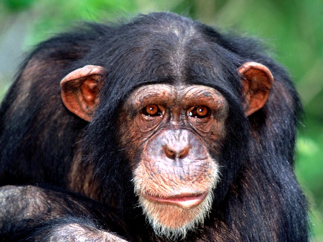 Monkey Common Chimpanzee - The monkey Common Chimpanzee (Pan trogloclytes) is a member of the Hominidae family along with Gorillas and Orangutans. The chimpanzee is a primates species the closest living relative to humans. - , monkey, CCmmon, chimpanzee, animals, animal, Hominidae, family, families, Gorilla, gorilas, Orangutan, orangutans, primates, species, human, humans - The monkey Common Chimpanzee (Pan trogloclytes) is a member of the Hominidae family along with Gorillas and Orangutans. The chimpanzee is a primates species the closest living relative to humans. Resuelve rompecabezas en línea gratis Monkey Common Chimpanzee juegos puzzle o enviar Monkey Common Chimpanzee juego de puzzle tarjetas electrónicas de felicitación  de puzzles-games.eu.. Monkey Common Chimpanzee puzzle, puzzles, rompecabezas juegos, puzzles-games.eu, juegos de puzzle, juegos en línea del rompecabezas, juegos gratis puzzle, juegos en línea gratis rompecabezas, Monkey Common Chimpanzee juego de puzzle gratuito, Monkey Common Chimpanzee juego de rompecabezas en línea, jigsaw puzzles, Monkey Common Chimpanzee jigsaw puzzle, jigsaw puzzle games, jigsaw puzzles games, Monkey Common Chimpanzee rompecabezas de juego tarjeta electrónica, juegos de puzzles tarjetas electrónicas, Monkey Common Chimpanzee puzzle tarjeta electrónica de felicitación
