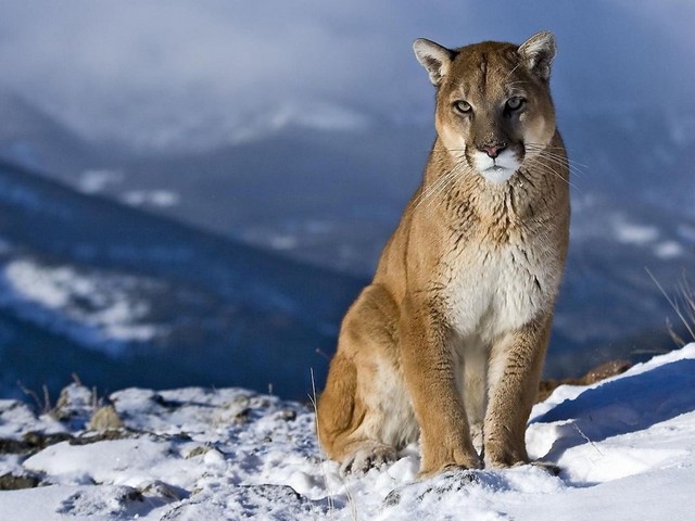 Mountain Lion in Snow - Gorgeous picture of a Mountain Lion sitting in the snow.<br />
The mountain lion (also known as the cougar, puma, panther, or catamount) is a large cat species native to the America, which spans from the Canadian Yukon to the southern Andes in South America, the greatest of range of any large wild terrestrial mammals in the Western Hemisphere. Like all cats, mountain lions are strict carnivores, stealthy predators, which are hunting at night and often lying in wait for prey or silently stalking it before attacking from behind with a lethal bite to the spinal cord. - , mountain, mountains, lion, lions, snow, animals, animal, gorgeous, picture, pictures, cougar, puma, panther, catamount, cat, cats, species, specie, America, Canadian, Yukon, southern, Andes, south, range, wild, terrestrial, mammals, mammal, Western, Hemisphere, carnivores, predators, predator, night, prey, spinal, cord - Gorgeous picture of a Mountain Lion sitting in the snow.<br />
The mountain lion (also known as the cougar, puma, panther, or catamount) is a large cat species native to the America, which spans from the Canadian Yukon to the southern Andes in South America, the greatest of range of any large wild terrestrial mammals in the Western Hemisphere. Like all cats, mountain lions are strict carnivores, stealthy predators, which are hunting at night and often lying in wait for prey or silently stalking it before attacking from behind with a lethal bite to the spinal cord. Resuelve rompecabezas en línea gratis Mountain Lion in Snow juegos puzzle o enviar Mountain Lion in Snow juego de puzzle tarjetas electrónicas de felicitación  de puzzles-games.eu.. Mountain Lion in Snow puzzle, puzzles, rompecabezas juegos, puzzles-games.eu, juegos de puzzle, juegos en línea del rompecabezas, juegos gratis puzzle, juegos en línea gratis rompecabezas, Mountain Lion in Snow juego de puzzle gratuito, Mountain Lion in Snow juego de rompecabezas en línea, jigsaw puzzles, Mountain Lion in Snow jigsaw puzzle, jigsaw puzzle games, jigsaw puzzles games, Mountain Lion in Snow rompecabezas de juego tarjeta electrónica, juegos de puzzles tarjetas electrónicas, Mountain Lion in Snow puzzle tarjeta electrónica de felicitación