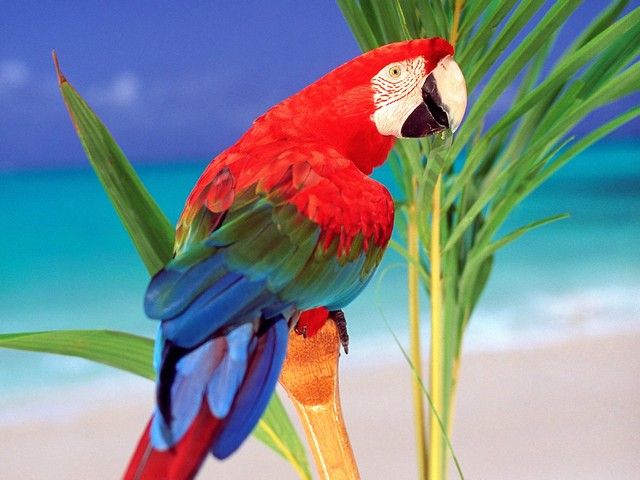 Parrot - Big colorful parrot Ara (Scarlet Macaw). - , Parrot, animals, animal, Ara, Macaw, bird, birds, parrots - Big colorful parrot Ara (Scarlet Macaw). Solve free online Parrot puzzle games or send Parrot puzzle game greeting ecards  from puzzles-games.eu.. Parrot puzzle, puzzles, puzzles games, puzzles-games.eu, puzzle games, online puzzle games, free puzzle games, free online puzzle games, Parrot free puzzle game, Parrot online puzzle game, jigsaw puzzles, Parrot jigsaw puzzle, jigsaw puzzle games, jigsaw puzzles games, Parrot puzzle game ecard, puzzles games ecards, Parrot puzzle game greeting ecard