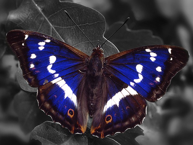 Purple Emperor Butterfly - Purple Emperor (Apatura Iris) is a magnificent and elusive Eurasian butterfly in iridescent purple-blue of the Nymphalidae family, widespread in broadleaved woodlands throughout Central Europe, Southern Britain, temperate parts of Asia, including Central and Western China. <br />
Unlike most butterflies, Purple Emperor spend most of their lives in the dense and mature oak woodlands, feeding on the nectar that secreted by aphids and the oozing from trees. They go down only to lay their eggs and drink from puddles or feed. - , Purple, Emperor, butterfly, butterflies, animals, animal, Apatura, Iris, magnificent, elusive, Eurasian, iridescent, purple, blue, Nymphalidae, family, families, broadleaved, woodlands, woodland, Central, Europe, Southern, Britain, temperate, parts, part, Asia, Western, China, lives, life, dense, mature, oak, nectar, aphids, aphid, trees, tree, eggs, egg, puddles, puddle, feed - Purple Emperor (Apatura Iris) is a magnificent and elusive Eurasian butterfly in iridescent purple-blue of the Nymphalidae family, widespread in broadleaved woodlands throughout Central Europe, Southern Britain, temperate parts of Asia, including Central and Western China. <br />
Unlike most butterflies, Purple Emperor spend most of their lives in the dense and mature oak woodlands, feeding on the nectar that secreted by aphids and the oozing from trees. They go down only to lay their eggs and drink from puddles or feed. Подреждайте безплатни онлайн Purple Emperor Butterfly пъзел игри или изпратете Purple Emperor Butterfly пъзел игра поздравителна картичка  от puzzles-games.eu.. Purple Emperor Butterfly пъзел, пъзели, пъзели игри, puzzles-games.eu, пъзел игри, online пъзел игри, free пъзел игри, free online пъзел игри, Purple Emperor Butterfly free пъзел игра, Purple Emperor Butterfly online пъзел игра, jigsaw puzzles, Purple Emperor Butterfly jigsaw puzzle, jigsaw puzzle games, jigsaw puzzles games, Purple Emperor Butterfly пъзел игра картичка, пъзели игри картички, Purple Emperor Butterfly пъзел игра поздравителна картичка