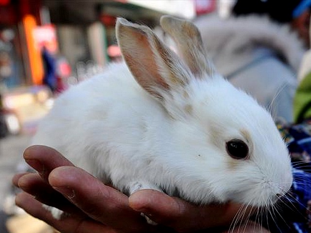 Rabbit as a pet on street in Zouping Shandong East China - Rabbit, a symbol of a happiness and good fortune, is sold as a pet on the street in Zouping county, Shandong province, East China (Jan 9, 2011). - , rabbit, rabbits, pet, pets, street, streets, Zouping, Shandong, East, China, holidays, holiday, festival, festivals, celebrations, celebration, places, place, travel, travels, tour, tours, trips, trip, excursion, excursions, symbol, symbols, happiness, good, fortune, fortunes, county, counties, province, provinces - Rabbit, a symbol of a happiness and good fortune, is sold as a pet on the street in Zouping county, Shandong province, East China (Jan 9, 2011). Solve free online Rabbit as a pet on street in Zouping Shandong East China puzzle games or send Rabbit as a pet on street in Zouping Shandong East China puzzle game greeting ecards  from puzzles-games.eu.. Rabbit as a pet on street in Zouping Shandong East China puzzle, puzzles, puzzles games, puzzles-games.eu, puzzle games, online puzzle games, free puzzle games, free online puzzle games, Rabbit as a pet on street in Zouping Shandong East China free puzzle game, Rabbit as a pet on street in Zouping Shandong East China online puzzle game, jigsaw puzzles, Rabbit as a pet on street in Zouping Shandong East China jigsaw puzzle, jigsaw puzzle games, jigsaw puzzles games, Rabbit as a pet on street in Zouping Shandong East China puzzle game ecard, puzzles games ecards, Rabbit as a pet on street in Zouping Shandong East China puzzle game greeting ecard