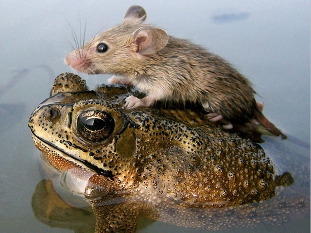 Rescuing - A mouse found rescuing from floodwaters on the frog's back. - , Rescuing, animals, animal, mouse, frog, floodwaters - A mouse found rescuing from floodwaters on the frog's back. Solve free online Rescuing puzzle games or send Rescuing puzzle game greeting ecards  from puzzles-games.eu.. Rescuing puzzle, puzzles, puzzles games, puzzles-games.eu, puzzle games, online puzzle games, free puzzle games, free online puzzle games, Rescuing free puzzle game, Rescuing online puzzle game, jigsaw puzzles, Rescuing jigsaw puzzle, jigsaw puzzle games, jigsaw puzzles games, Rescuing puzzle game ecard, puzzles games ecards, Rescuing puzzle game greeting ecard