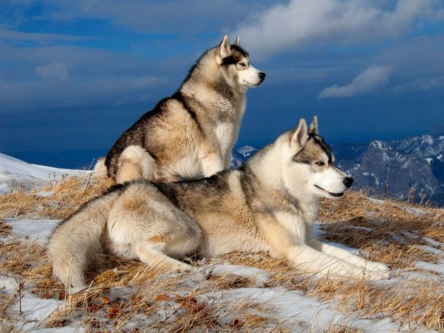 Siberian Huskies - Although a wolf-like in appearance, Siberian Huskies are no closely related to wolves. They are cousins of the Alaskan Malamute. Huskies are  high-energy working dogs, which can work and live in temperatures as low as 75 degrees below zero Fahrenheit. They are remarkably adaptable and need a very little food to survive.<br />
Unfortunately, despite their cute image of affectionate and good natured, not all Huskies are friendly. The study shows, that Huskies are among most dangerous dogs when not properly trained by their owners. The Husky's attacks can be quite serious. - , Siberian, Huskies, Husky, animals, animal, appearance, wolves, wolf, cousins, cousine, Alaskan, Malamute, dogs, dog, temperatures, temperature, degrees, degre, Fahrenheit, remarkably, adaptable, food, cute, image, friendly, study, dangerous, owners, owner, attacks, serious - Although a wolf-like in appearance, Siberian Huskies are no closely related to wolves. They are cousins of the Alaskan Malamute. Huskies are  high-energy working dogs, which can work and live in temperatures as low as 75 degrees below zero Fahrenheit. They are remarkably adaptable and need a very little food to survive.<br />
Unfortunately, despite their cute image of affectionate and good natured, not all Huskies are friendly. The study shows, that Huskies are among most dangerous dogs when not properly trained by their owners. The Husky's attacks can be quite serious. Подреждайте безплатни онлайн Siberian Huskies пъзел игри или изпратете Siberian Huskies пъзел игра поздравителна картичка  от puzzles-games.eu.. Siberian Huskies пъзел, пъзели, пъзели игри, puzzles-games.eu, пъзел игри, online пъзел игри, free пъзел игри, free online пъзел игри, Siberian Huskies free пъзел игра, Siberian Huskies online пъзел игра, jigsaw puzzles, Siberian Huskies jigsaw puzzle, jigsaw puzzle games, jigsaw puzzles games, Siberian Huskies пъзел игра картичка, пъзели игри картички, Siberian Huskies пъзел игра поздравителна картичка
