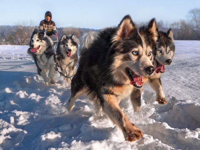 Siberian Husky Sled Dogs - The best sled dogs are the purebred dog breeds, such as the Siberian Husky, Alaskan Malamute, Chinook and Samoyed.<br />
Dog sledge teams were first used in Antarctica in 1898 by the British Antarctic Expedition. Roald Amundsen used sled dogs to reach the South Pole in 1911. <br />
The sled dogs today are still used by some communities, especially in areas of Alaska and Canada and throughout Greenland. They are used for recreational purposes and racing events, such as the Iditarod Trail and the Yukon Quest. - , Siberian, Husky, sled, dogs, dog, animals, animal, purebred, breeds, bred, Alaskan, Malamute, Chinook, Samoyed, teams, team, Antarctica, 1898, British, Antarctic, Expedition, Roald, Amundsen, South, Pole, 1911, today, communities, community, areas, area, Alaska, Canada, Greenland, recreational, purposes, purpose, racing, events, event, Iditarod, Trail, Yukon, Quest - The best sled dogs are the purebred dog breeds, such as the Siberian Husky, Alaskan Malamute, Chinook and Samoyed.<br />
Dog sledge teams were first used in Antarctica in 1898 by the British Antarctic Expedition. Roald Amundsen used sled dogs to reach the South Pole in 1911. <br />
The sled dogs today are still used by some communities, especially in areas of Alaska and Canada and throughout Greenland. They are used for recreational purposes and racing events, such as the Iditarod Trail and the Yukon Quest. Solve free online Siberian Husky Sled Dogs puzzle games or send Siberian Husky Sled Dogs puzzle game greeting ecards  from puzzles-games.eu.. Siberian Husky Sled Dogs puzzle, puzzles, puzzles games, puzzles-games.eu, puzzle games, online puzzle games, free puzzle games, free online puzzle games, Siberian Husky Sled Dogs free puzzle game, Siberian Husky Sled Dogs online puzzle game, jigsaw puzzles, Siberian Husky Sled Dogs jigsaw puzzle, jigsaw puzzle games, jigsaw puzzles games, Siberian Husky Sled Dogs puzzle game ecard, puzzles games ecards, Siberian Husky Sled Dogs puzzle game greeting ecard