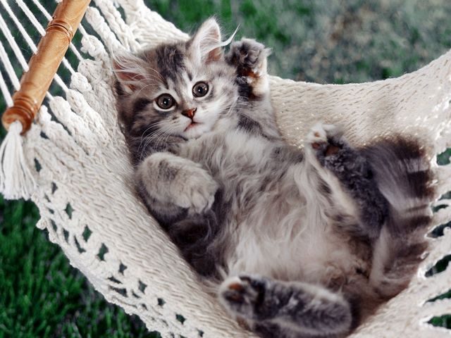 Silver Tabby Kitten in Hammock - Cute fluffy kitten with beautiful Silver Tabby coat and distinctive 'M' mark on forehead, which has fun in his own little hammock. - , silver, tabby, kitten, kittens, hammock, hammocks, animals, animal, cute, fluffy, beautiful, coat, coats, distinctive, mark, marks, forehead, foreheads, little - Cute fluffy kitten with beautiful Silver Tabby coat and distinctive 'M' mark on forehead, which has fun in his own little hammock. Подреждайте безплатни онлайн Silver Tabby Kitten in Hammock пъзел игри или изпратете Silver Tabby Kitten in Hammock пъзел игра поздравителна картичка  от puzzles-games.eu.. Silver Tabby Kitten in Hammock пъзел, пъзели, пъзели игри, puzzles-games.eu, пъзел игри, online пъзел игри, free пъзел игри, free online пъзел игри, Silver Tabby Kitten in Hammock free пъзел игра, Silver Tabby Kitten in Hammock online пъзел игра, jigsaw puzzles, Silver Tabby Kitten in Hammock jigsaw puzzle, jigsaw puzzle games, jigsaw puzzles games, Silver Tabby Kitten in Hammock пъзел игра картичка, пъзели игри картички, Silver Tabby Kitten in Hammock пъзел игра поздравителна картичка