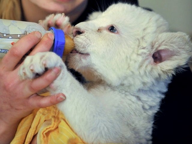 White Lion Cub - A one of the four rare white lion's cub born in the Zoo of Safari Park in West Germany (March, 2010) enjoy the tasy milk. - , white, lion, cub, cubs, animals, animal, rare, Zoo, Safari, Park, West, Germany - A one of the four rare white lion's cub born in the Zoo of Safari Park in West Germany (March, 2010) enjoy the tasy milk. Подреждайте безплатни онлайн White Lion Cub пъзел игри или изпратете White Lion Cub пъзел игра поздравителна картичка  от puzzles-games.eu.. White Lion Cub пъзел, пъзели, пъзели игри, puzzles-games.eu, пъзел игри, online пъзел игри, free пъзел игри, free online пъзел игри, White Lion Cub free пъзел игра, White Lion Cub online пъзел игра, jigsaw puzzles, White Lion Cub jigsaw puzzle, jigsaw puzzle games, jigsaw puzzles games, White Lion Cub пъзел игра картичка, пъзели игри картички, White Lion Cub пъзел игра поздравителна картичка