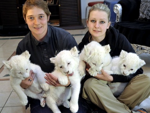 White Lion Cubs First Public Appearance - A first public appearance of the four rare white lion's cubs, born in March 2010 at the Zoo of Schloss Holte-Stukenbrock Safari Park in West Germany (May 7, 2010). - , white, lion, lions, cubs, cub, first, public, appearance, animals, animal, rare, zoo, Schloss, Holte-Stukenbrock, Safari, Park, West, Germany - A first public appearance of the four rare white lion's cubs, born in March 2010 at the Zoo of Schloss Holte-Stukenbrock Safari Park in West Germany (May 7, 2010). Solve free online White Lion Cubs First Public Appearance puzzle games or send White Lion Cubs First Public Appearance puzzle game greeting ecards  from puzzles-games.eu.. White Lion Cubs First Public Appearance puzzle, puzzles, puzzles games, puzzles-games.eu, puzzle games, online puzzle games, free puzzle games, free online puzzle games, White Lion Cubs First Public Appearance free puzzle game, White Lion Cubs First Public Appearance online puzzle game, jigsaw puzzles, White Lion Cubs First Public Appearance jigsaw puzzle, jigsaw puzzle games, jigsaw puzzles games, White Lion Cubs First Public Appearance puzzle game ecard, puzzles games ecards, White Lion Cubs First Public Appearance puzzle game greeting ecard