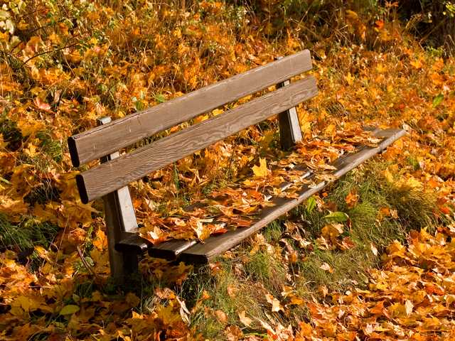 Autumn Park Bench Wallpaper - An autumn wallpaper with a lonly wooden bench in the park and a carpet of yellowed leaves. - , autumn, autumns, park, parks, bench, benches, wallpaper, wallpapers, nature, natures, cartoon, cartoons, season, seasons, lonly, wooden, carpet, carpets, yellowed, leaves, leaf - An autumn wallpaper with a lonly wooden bench in the park and a carpet of yellowed leaves. Solve free online Autumn Park Bench Wallpaper puzzle games or send Autumn Park Bench Wallpaper puzzle game greeting ecards  from puzzles-games.eu.. Autumn Park Bench Wallpaper puzzle, puzzles, puzzles games, puzzles-games.eu, puzzle games, online puzzle games, free puzzle games, free online puzzle games, Autumn Park Bench Wallpaper free puzzle game, Autumn Park Bench Wallpaper online puzzle game, jigsaw puzzles, Autumn Park Bench Wallpaper jigsaw puzzle, jigsaw puzzle games, jigsaw puzzles games, Autumn Park Bench Wallpaper puzzle game ecard, puzzles games ecards, Autumn Park Bench Wallpaper puzzle game greeting ecard