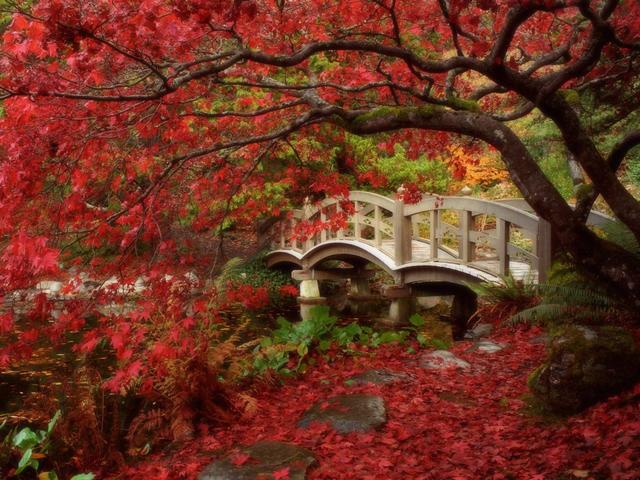 Japanese Garden Royal Roads University British Columbia Canada - Beautiful fall landscape with an arched wooden bridge in Japanese Garden of Royal Roads University British Columbia, Canada. Today, Royal Roads University (former Royal Roads Military College) has 565-acre (2.29 km2) estate near Hatley Castle, in the Hatley Park National Historic Site, on the Esquimalt Lagoon. Hatley Park is organized into distinct landscape zones, recreational spaces, agricultural lands, surrounding forests, and one of the most beautiful Japanese, Italian and Rose gardens in the world. The overall layout for the entire Hatley Gardens was developed by American landscape architects, in 1912. - , Japanese, garden, gardens, Royal, Roads, University, British, Columbia, Canada, nature, natures, place, places, beautiful, fall, landscape, landscapes, arched, wooden, bridge, bridges, Military, College, acre, estate, estates, Hatley, Castle, castles, park, parks, National, Historic, site, sites, Esquimalt, Lagoon, lagons, distinct, zones, zone, recreational, spaces, space, agricultural, lands, land, surrounding, forests, forest, Japanese, Italian, Rose, world, layout, American, architects, architects, 1912 - Beautiful fall landscape with an arched wooden bridge in Japanese Garden of Royal Roads University British Columbia, Canada. Today, Royal Roads University (former Royal Roads Military College) has 565-acre (2.29 km2) estate near Hatley Castle, in the Hatley Park National Historic Site, on the Esquimalt Lagoon. Hatley Park is organized into distinct landscape zones, recreational spaces, agricultural lands, surrounding forests, and one of the most beautiful Japanese, Italian and Rose gardens in the world. The overall layout for the entire Hatley Gardens was developed by American landscape architects, in 1912. Подреждайте безплатни онлайн Japanese Garden Royal Roads University British Columbia Canada пъзел игри или изпратете Japanese Garden Royal Roads University British Columbia Canada пъзел игра поздравителна картичка  от puzzles-games.eu.. Japanese Garden Royal Roads University British Columbia Canada пъзел, пъзели, пъзели игри, puzzles-games.eu, пъзел игри, online пъзел игри, free пъзел игри, free online пъзел игри, Japanese Garden Royal Roads University British Columbia Canada free пъзел игра, Japanese Garden Royal Roads University British Columbia Canada online пъзел игра, jigsaw puzzles, Japanese Garden Royal Roads University British Columbia Canada jigsaw puzzle, jigsaw puzzle games, jigsaw puzzles games, Japanese Garden Royal Roads University British Columbia Canada пъзел игра картичка, пъзели игри картички, Japanese Garden Royal Roads University British Columbia Canada пъзел игра поздравителна картичка