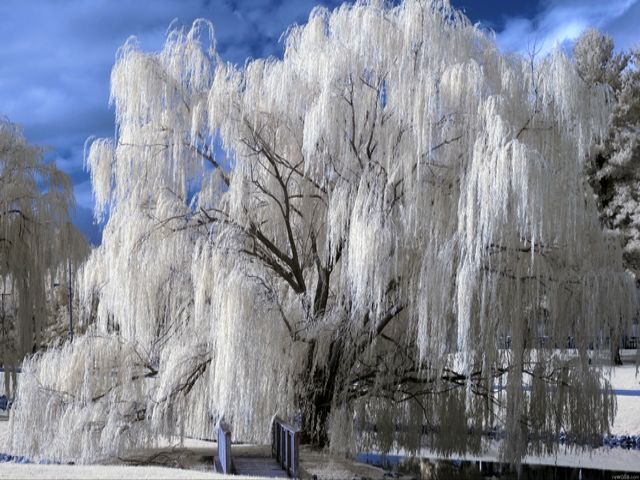 Winter Beauty Weeping Willow Wallpaper - Wallpaper depicting the winter season beauty, a magnificent weeping willow with branches heavy of snow. - , winter, beauty, beauties, weeping, willow, willows, wallpaper, wallpapers, nature, natures, season, seasons, magnificent, branches, branch, snow, snows - Wallpaper depicting the winter season beauty, a magnificent weeping willow with branches heavy of snow. Решайте бесплатные онлайн Winter Beauty Weeping Willow Wallpaper пазлы игры или отправьте Winter Beauty Weeping Willow Wallpaper пазл игру приветственную открытку  из puzzles-games.eu.. Winter Beauty Weeping Willow Wallpaper пазл, пазлы, пазлы игры, puzzles-games.eu, пазл игры, онлайн пазл игры, игры пазлы бесплатно, бесплатно онлайн пазл игры, Winter Beauty Weeping Willow Wallpaper бесплатно пазл игра, Winter Beauty Weeping Willow Wallpaper онлайн пазл игра , jigsaw puzzles, Winter Beauty Weeping Willow Wallpaper jigsaw puzzle, jigsaw puzzle games, jigsaw puzzles games, Winter Beauty Weeping Willow Wallpaper пазл игра открытка, пазлы игры открытки, Winter Beauty Weeping Willow Wallpaper пазл игра приветственная открытка