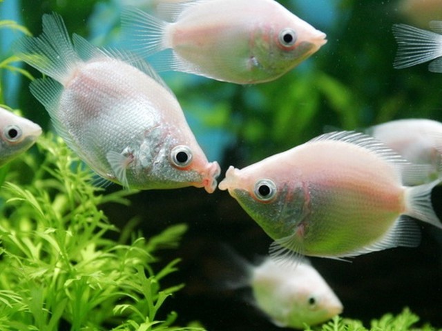 kissing fish. #39;Kissing Fish#39; - A pair of