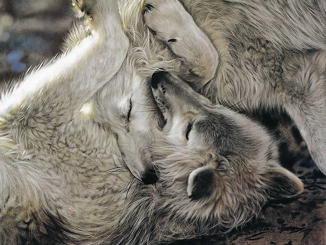 Two Wolves by Lesley Harrison - 'Two Wolves' is a beautiful painting by American artist Lesley Harrison. She is a popular painter of the realistic wildlife, who portray the emotion and 'feelings' of certain animals, as well as the wonderful textures of the luxuriously soft fur and glistening eyes.<br />
Lesley Harrison works in oil and pastel and although pastels are notoriously difficult to master, she has received a number of professional honors awards for her technical excellence. - , wolves, wolf, Lesley, Harrison, art, arts, beautiful, painting, paintings, American, artist, popular, realistic, wildlife, painter, emotion, feelings, animals, textures, luxuriously, soft, fur, glistening, eyes, oil, pastel, pastels, professional, honors, awards, technical, excellence - 'Two Wolves' is a beautiful painting by American artist Lesley Harrison. She is a popular painter of the realistic wildlife, who portray the emotion and 'feelings' of certain animals, as well as the wonderful textures of the luxuriously soft fur and glistening eyes.<br />
Lesley Harrison works in oil and pastel and although pastels are notoriously difficult to master, she has received a number of professional honors awards for her technical excellence. Решайте бесплатные онлайн Two Wolves by Lesley Harrison пазлы игры или отправьте Two Wolves by Lesley Harrison пазл игру приветственную открытку  из puzzles-games.eu.. Two Wolves by Lesley Harrison пазл, пазлы, пазлы игры, puzzles-games.eu, пазл игры, онлайн пазл игры, игры пазлы бесплатно, бесплатно онлайн пазл игры, Two Wolves by Lesley Harrison бесплатно пазл игра, Two Wolves by Lesley Harrison онлайн пазл игра , jigsaw puzzles, Two Wolves by Lesley Harrison jigsaw puzzle, jigsaw puzzle games, jigsaw puzzles games, Two Wolves by Lesley Harrison пазл игра открытка, пазлы игры открытки, Two Wolves by Lesley Harrison пазл игра приветственная открытка
