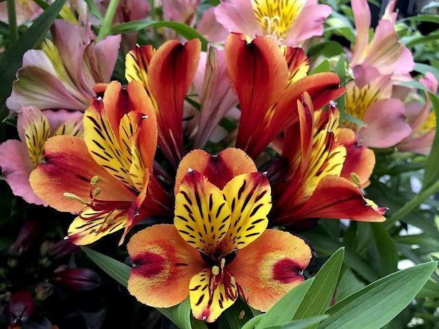 Alstroemeria Indian Summer puzzle game 