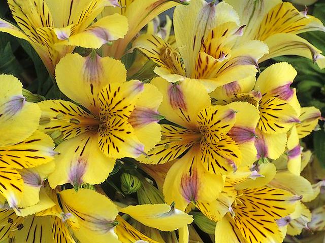 Alstroemeria Princess Angela puzzle game 