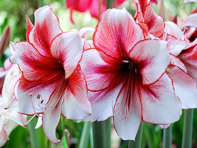 Amaryllis Flowers puzzle game 